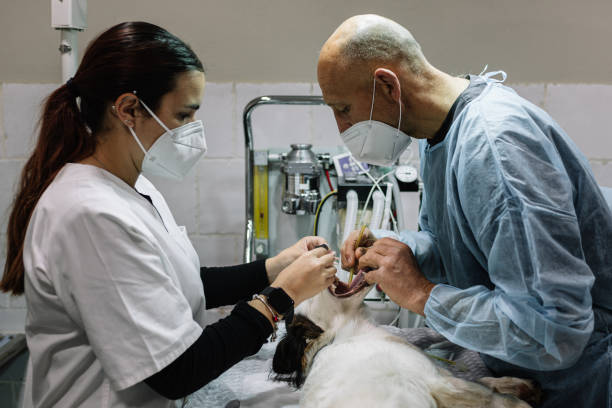 24-Hour Dental Clinic Near Me Dayton, IN